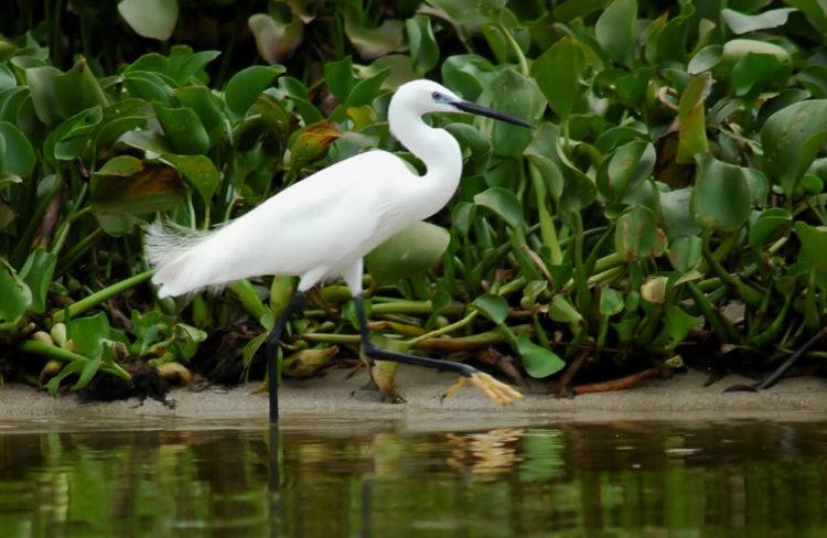 Egret