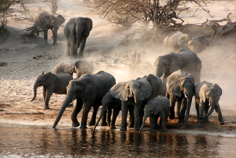 elephant-waterhole