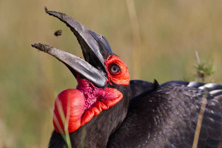 Ground Hornbill