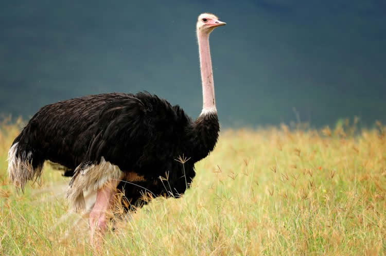 Ostrich