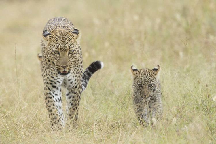 Leopard and cub