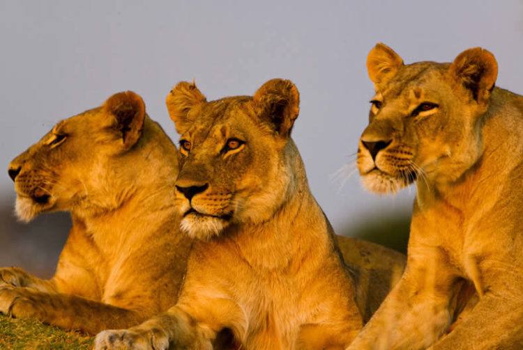 lionesses