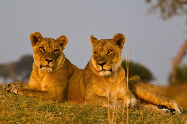 Manyara Lions