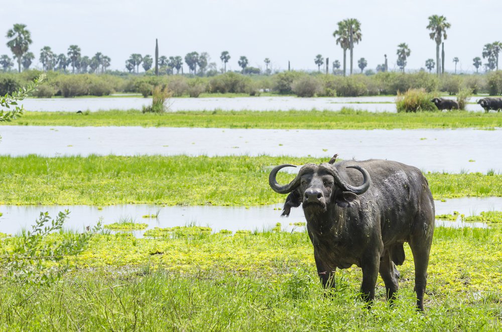selous-buffalo