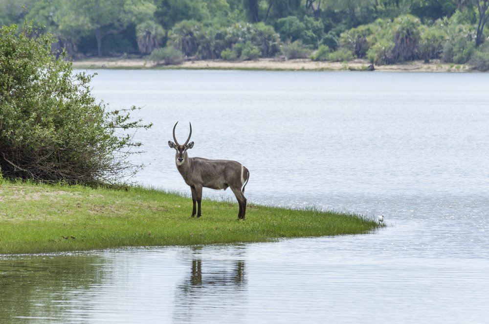 selous-waterbuck