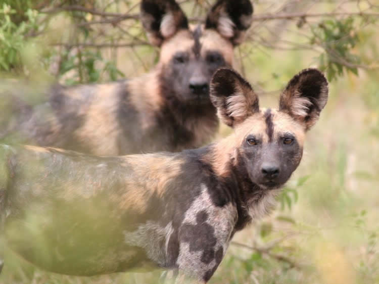 wildlife