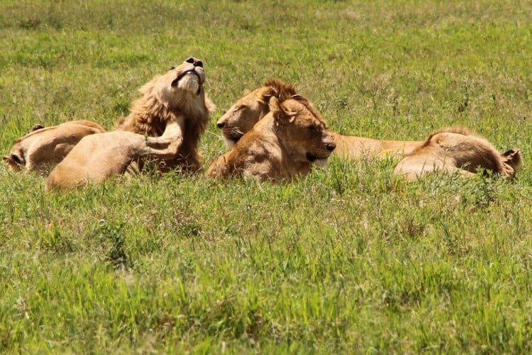 DAIGLE-TOURS-LION-GOSSIP