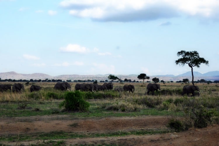 Elephants-Daigle Tours