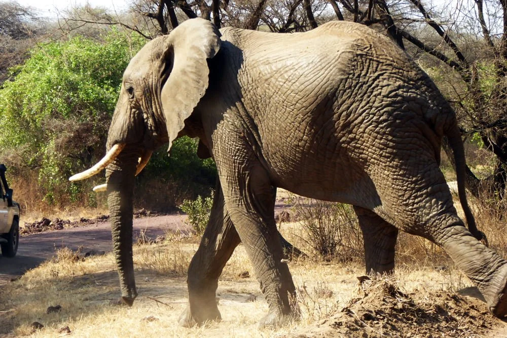 Elephants in Selous-Daigle Tours