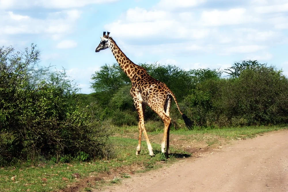 Giraffe-Daigle Tours