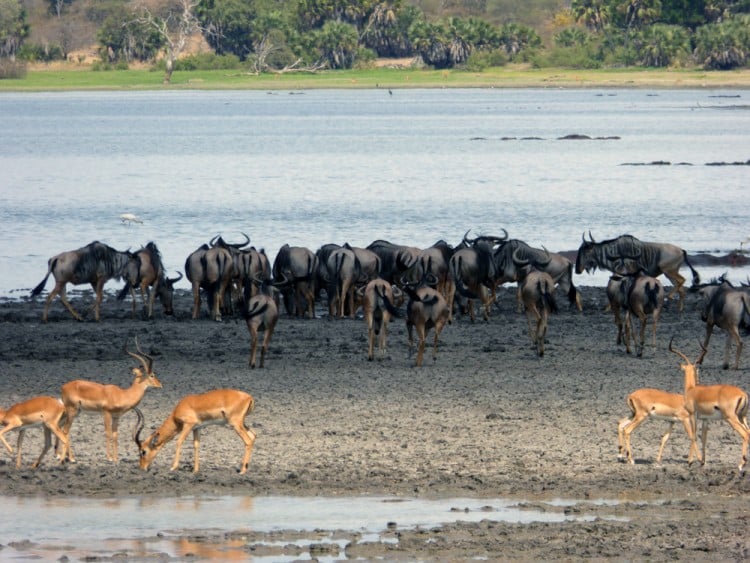 River-Rufiji-Daigle-Tours