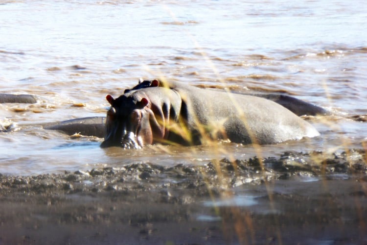 hippo-Daigle Tours