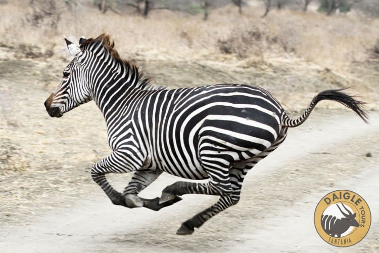 Manyara Zebra
