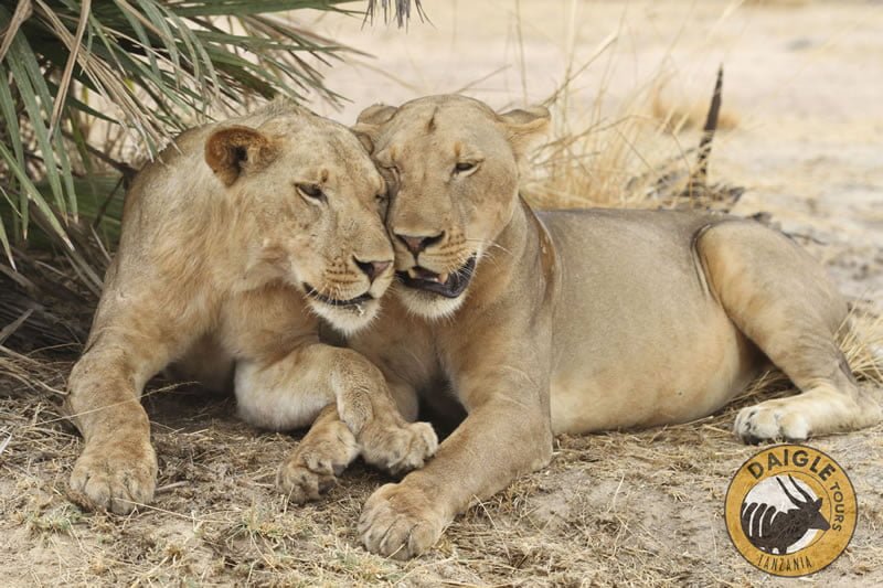 Lioness Serenegeti Lioness Serenegeti