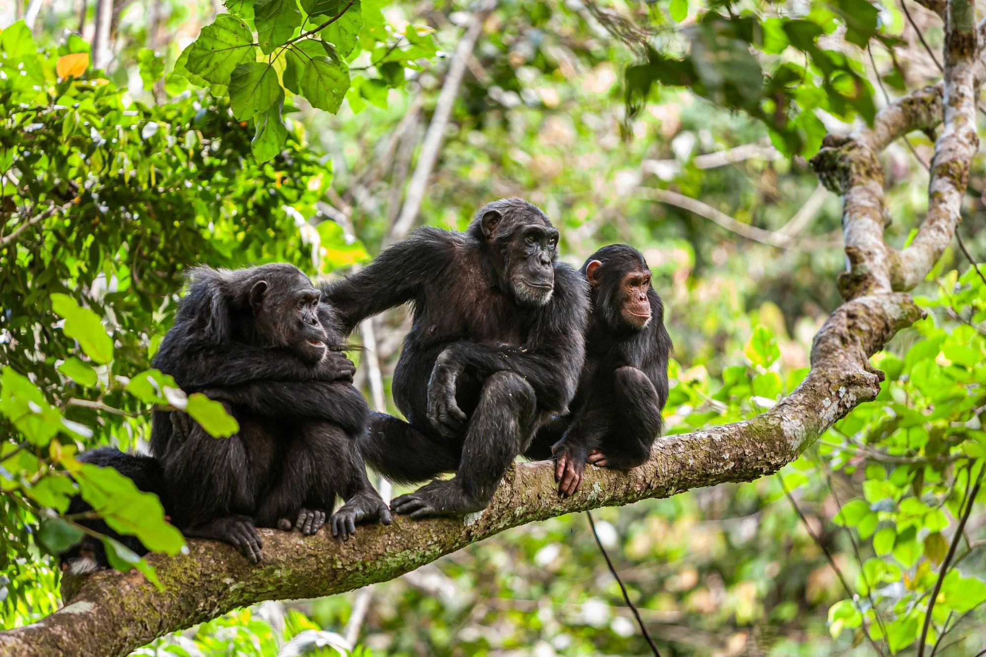 Mahale Chimpanzees